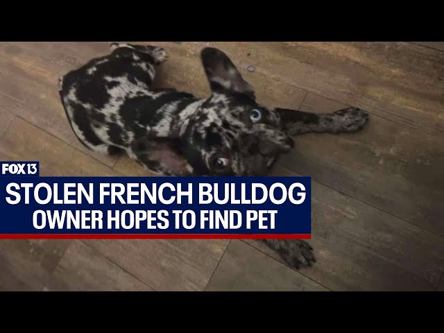 Search for stolen French bulldog in Pinellas County