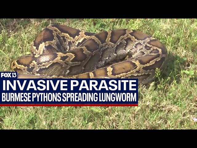 Invasive snake spreading parasite to native species in Florida