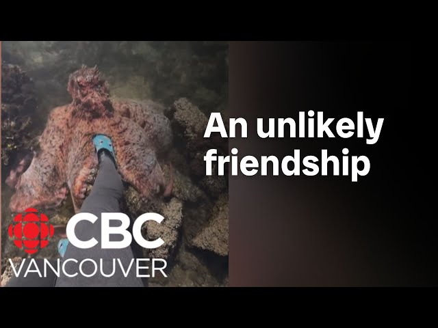 ⁣An octopus squeezes a B.C. woman’s leg
