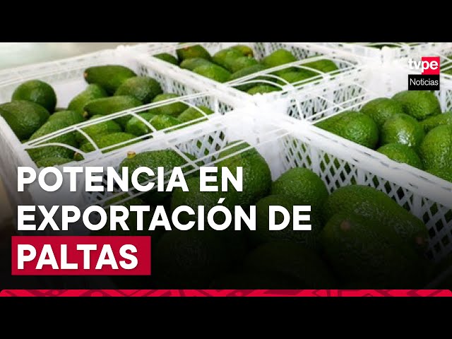 Perú es segundo mayor exportador de paltas