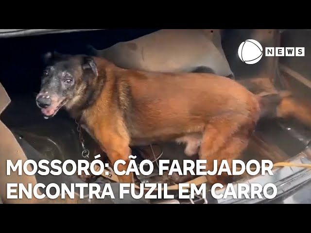 Caso Mossoró: cão farejador ajuda a encontrar fuzil em carro usado por fugitivos