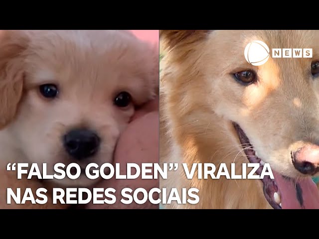 "Falso golden" viraliza nas redes sociais