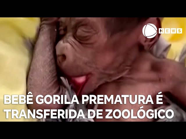 Gorila prematura é transferida de zoológico após ser rejeitada pela mãe