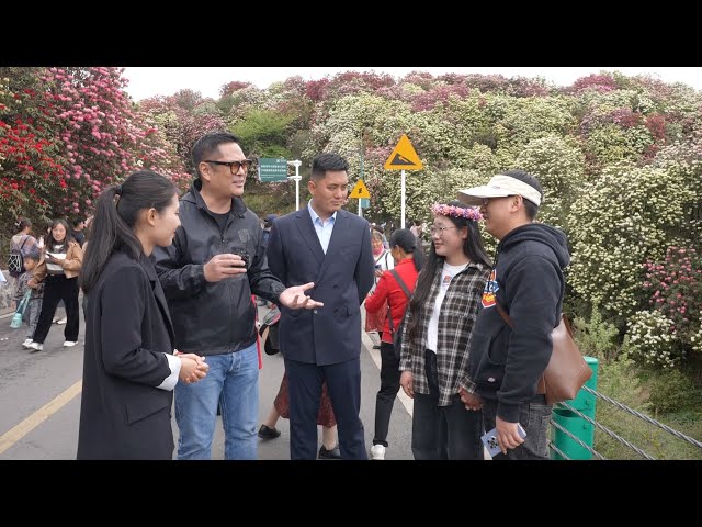 ⁣CGTN anchor chats with visitors in Guizhou's azalea forest