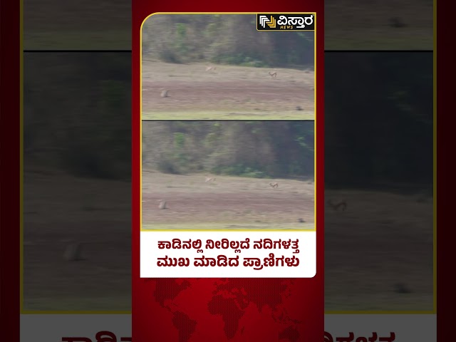 Kodagu Water Issue | ಕುಡಿಯುವ ನೀರು ಅರಸಿ ಬಂದ  ಎರಡು ಜಿಂಕೆಗಳು‌ | Vistara News