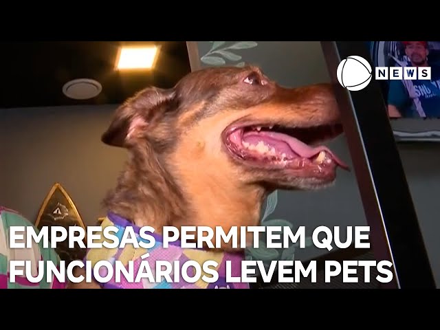 Empresas permitem que funcionários levem pets ao trabalho