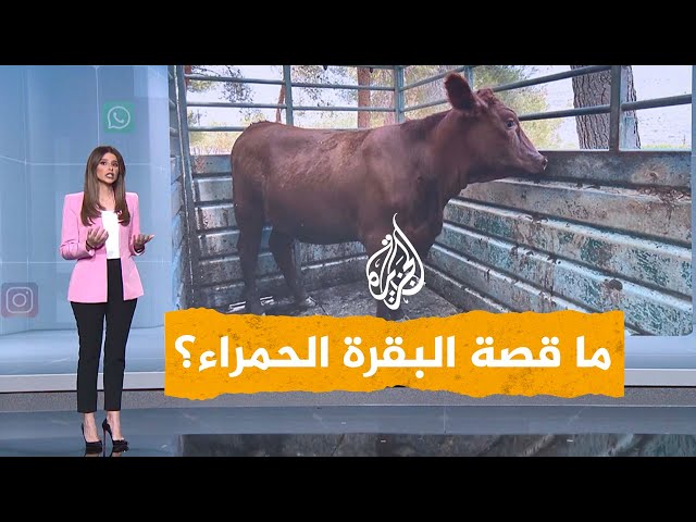 شبكات| حذر منها أبو عبيدة.. ما قصة البقرة الحمراء التي يريد اليهود ذبحها لدخول المسجد الأقصى؟