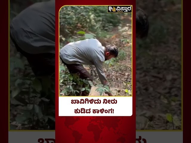 King Cobra Viral Video | 12 ಅಡಿ ಕಾಳಿಂಗ ಸರ್ಪವನ್ನು ಕಾಡಿಗೆ ಬಿಟ್ಟ ಶಿರಸಿಯ ಸ್ನೇಕ್ ಪ್ರಶಾಂತ್ | Vistara News