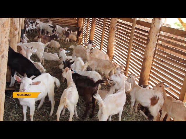 Goat farming - Commercial goat farmers impressed with the growing market for both milk and meat.