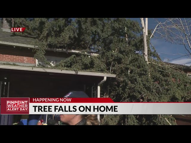 Tree falls on Lakewood home