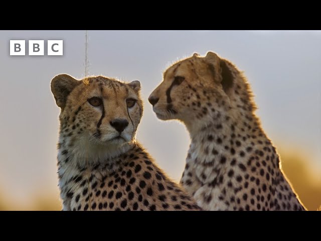 Are we loving cheetahs to death? | Mammals - BBC