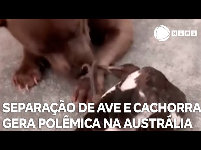 Separação de ave e cachorra gera polêmica na Austrália