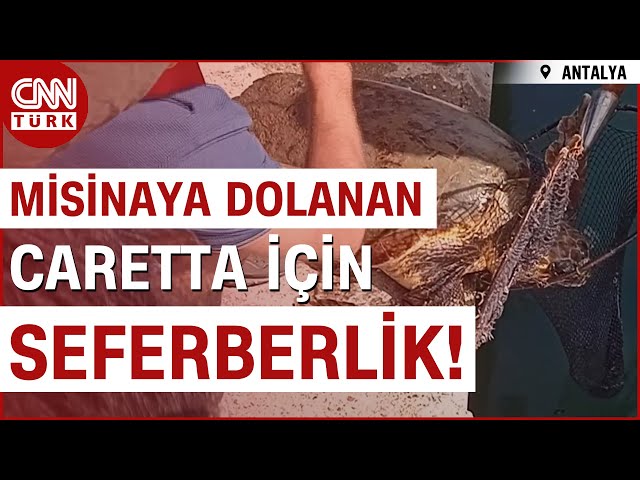 Antalya'da Misinaya Dolanan Deniz Kaplumbağasına Kurtarma Operasyonu! #Haber