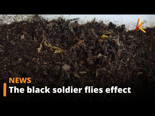 ⁣Flies turn organic waste into valuable resources