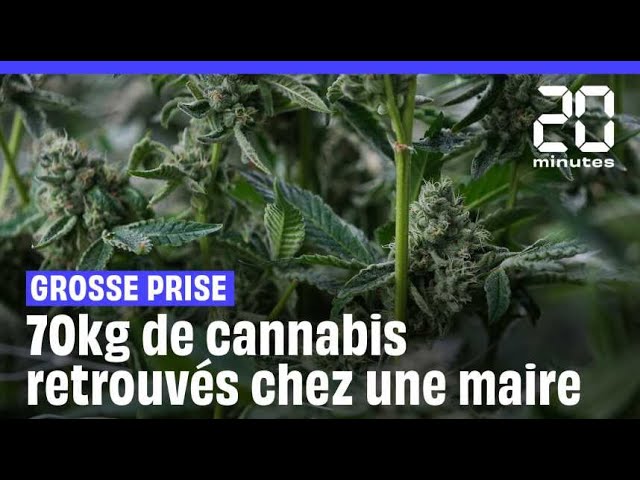 Yonne : Au moins 70 kg de cannabis découverts chez la maire d’Avallon