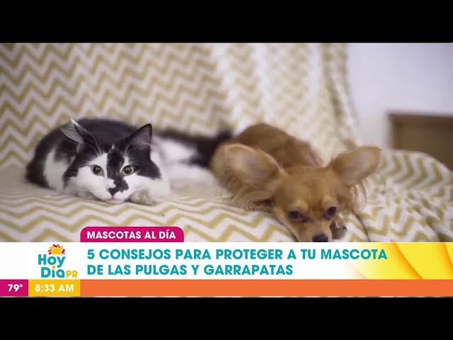 Cómo proteger a tu mascota de pulgas y garrapatas