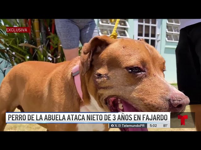 Pit bull muerde a niñito en Fajardo