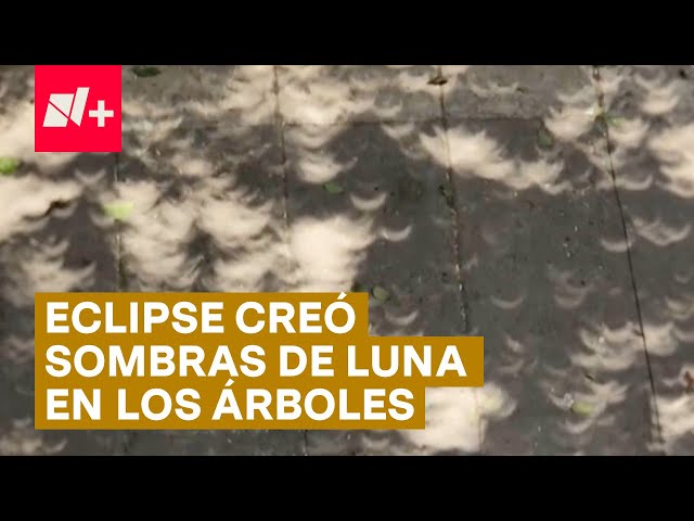 Eclipse 2024: ¿Por qué se veían “lunas” en las sombras de los árboles? - N+ #Shorts