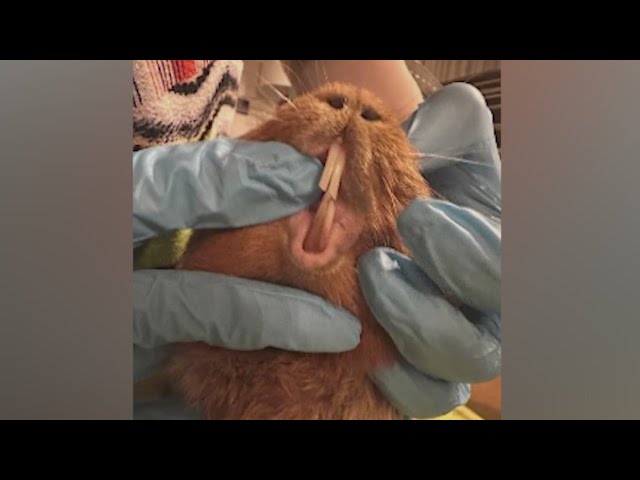 ⁣Fort Collins rescue takes in 500 guinea pigs