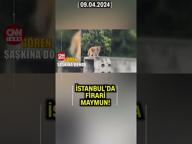 ⁣Gören Şaşkına Döndü! İstanbul'da Firari Maymun Böyle Görüntülendi #Shorts
