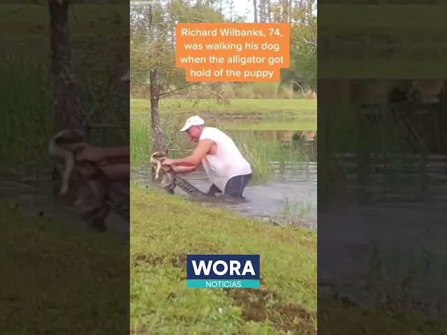 ⁣¡Este señor rescata a un cachorro de un cocodrilo!