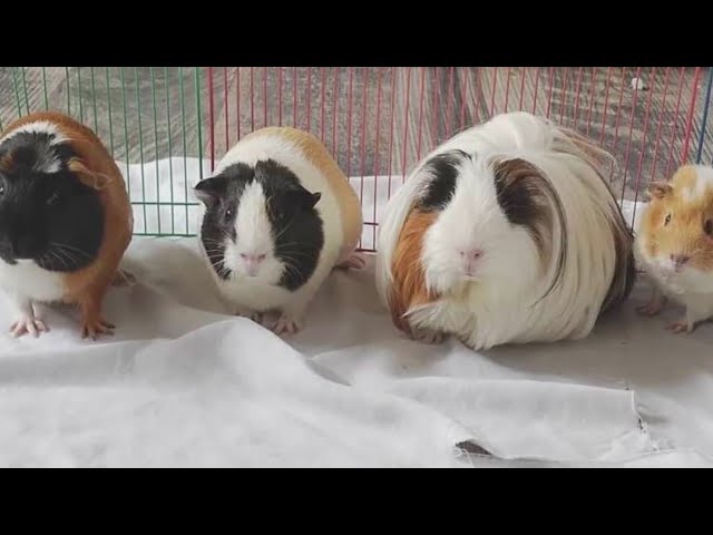 ⁣Colorado animal rescue takes in over 500 guinea pigs