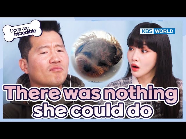 There was nothing she could be [Dogs Are Incredible : EP.214-1] | KBS WORLD TV 240409