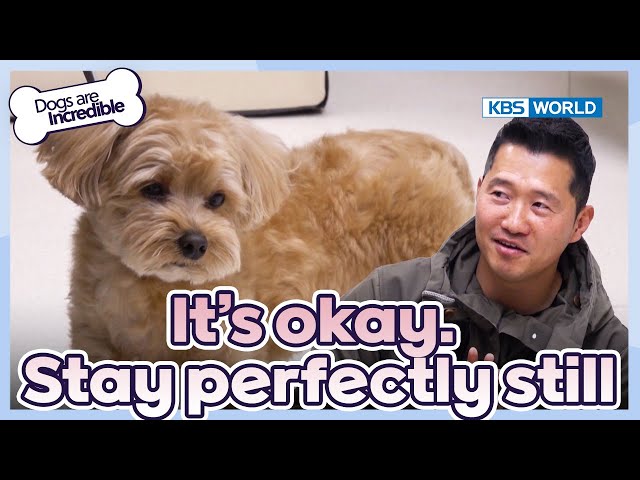 It's okay. Stay perfectly still [Dogs Are Incredible : EP.214-3] | KBS WORLD TV 240409