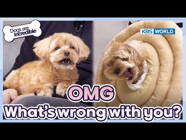 OMG..What's wrong with you? [Dogs Are Incredible : EP.214-2] | KBS WORLD TV 240409