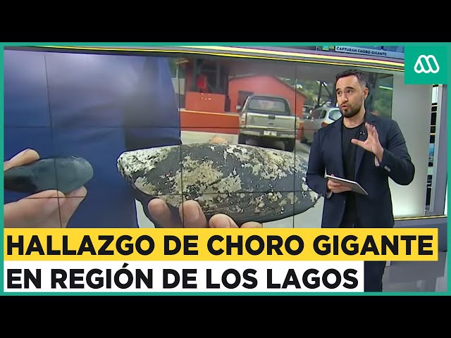 Increíble hallazgo de choro gigante en la región de Los Lagos