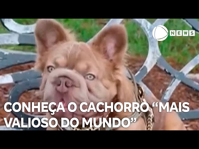 Bulldog francês é considerado o cachorro mais valioso do mundo