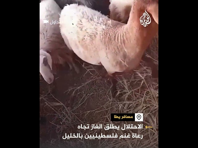 الاحتلال يستهدف رعاة غنم في مسافر يطا جنوبي الخليل