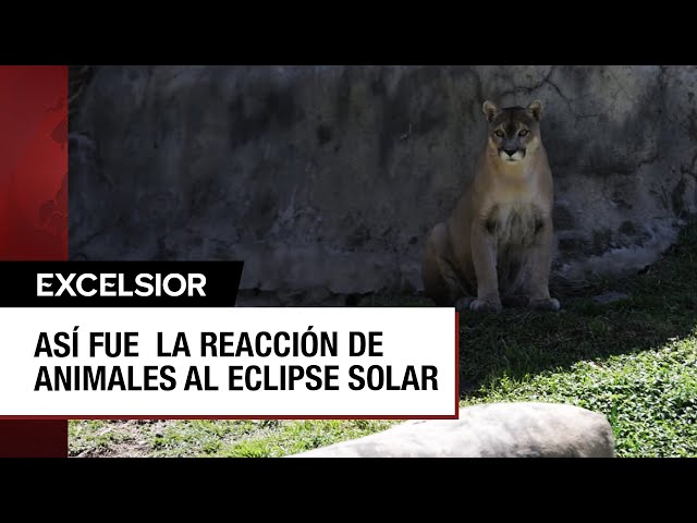 ¿Cómo reaccionaron los animales del Zoológico de Guadalajara al eclipse solar?