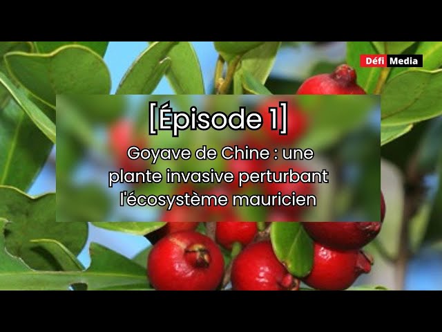 Goyave de Chine : une plante invasive perturbant l'écosystème mauricien