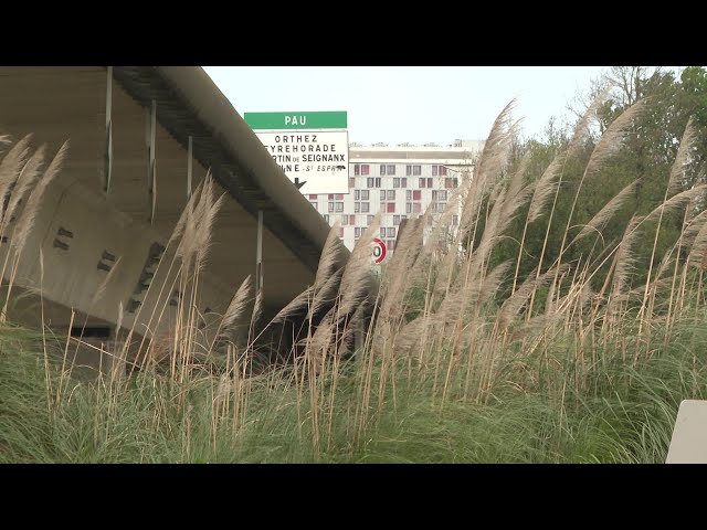 La lutte s'organise contre l'herbe de la Pampa, en Nouvelle Aquitaine.