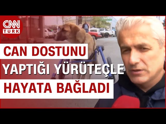 Yürüteç İle Hayata Tutundu! Omurgası Kırılan Can Dostuna Elleriyle Yürüteç Yaptı | CNN TÜRK