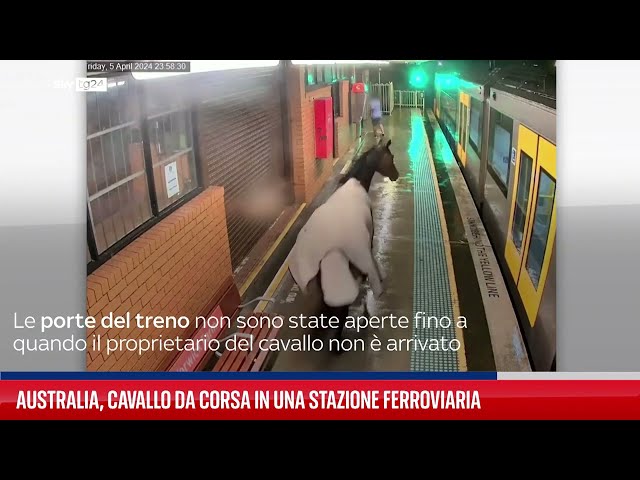 ⁣Australia, cavallo scappato raggiunge stazione ferroviaria