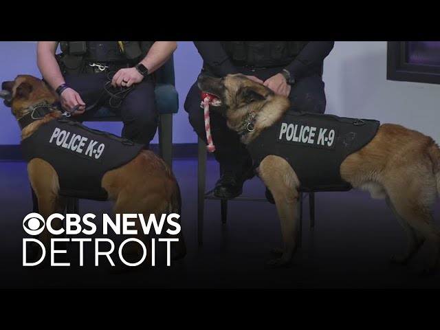 ⁣Royal Oak police K9s receive donation of body armor from nonprofit