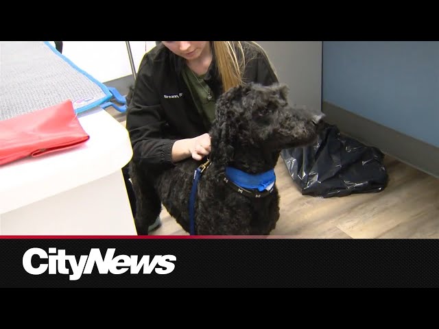 ⁣Canine blood donors needed to save the lives of pets across Canada