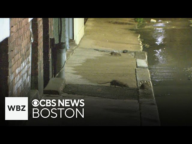 ⁣Boston awaiting "rat report" results before creating "rat czar" position