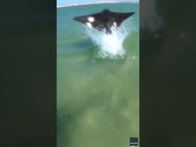 ⁣Kitesurfer nearly collides with stingray jumping out of water #Shorts