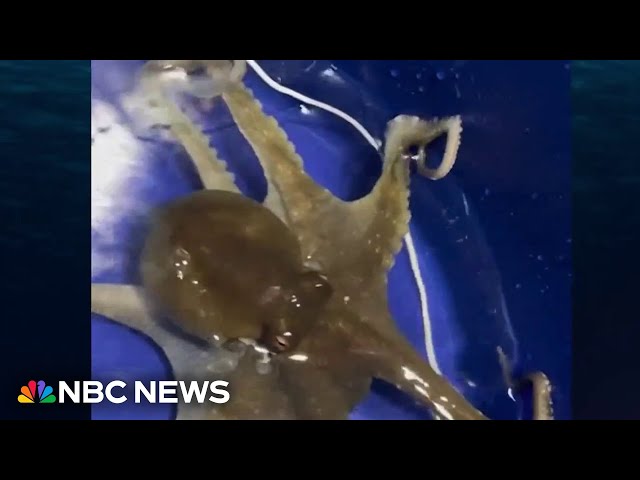 ⁣Family shares pet octopus journey on TikTok