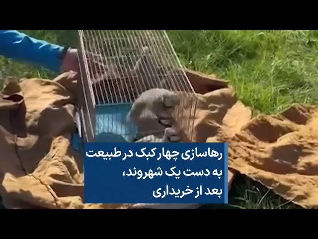 ⁣رهاسازی چهار کبک در طبیعت به دست یک شهروند، بعد از خریداری