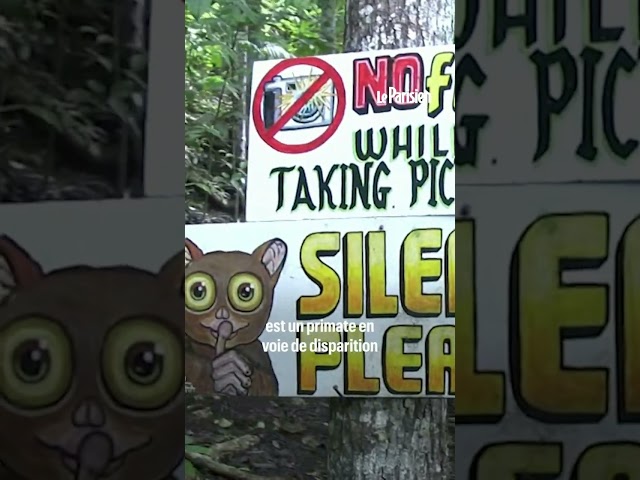 Un vloggeur accusé de maltraitance sur des tarsiers, un primate menacé