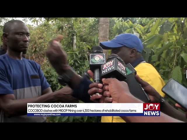 ⁣COCOBOD clashes with MIGOP Mining over 4,300 hectares of rehabilitated cocoa farms