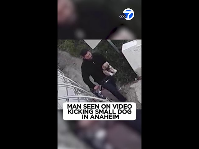 ⁣Disturbing video shows man kicking small dog in Anaheim
