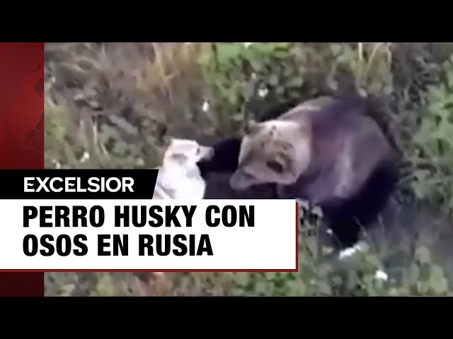 Perro husky se pierde; dueño lo encuentra haciendo 'cuates' con osos