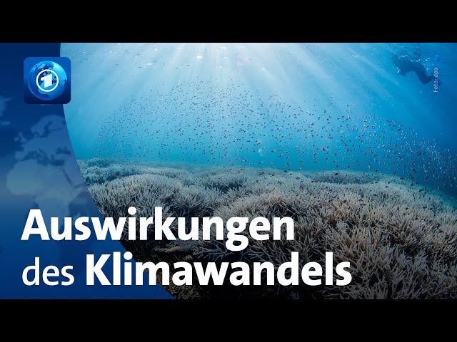 UN-Ozeankonferenz: Auswirkungen des Klimawandels auf die  Weltmeere