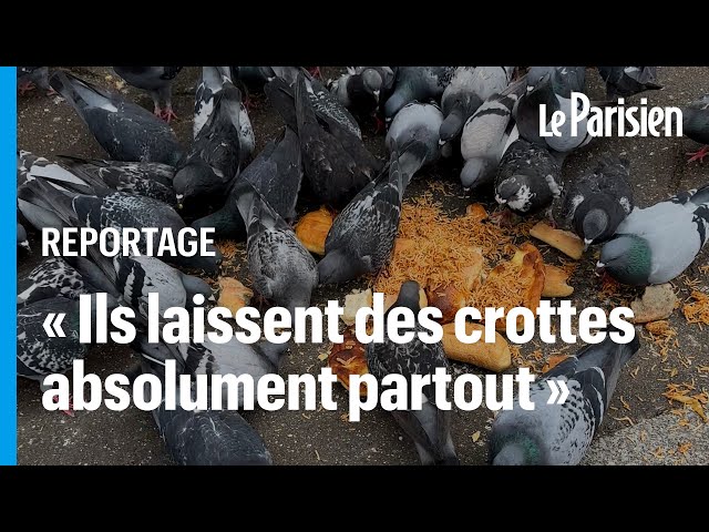 «Une pollution épouvantable» : les pigeons ont envahi ce coin de Paris et ça exaspère les habitants