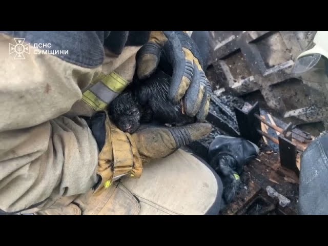 ⁣NO COMMENT: Bomberos ucranianos rescatan a cinco cachorros de un incendio